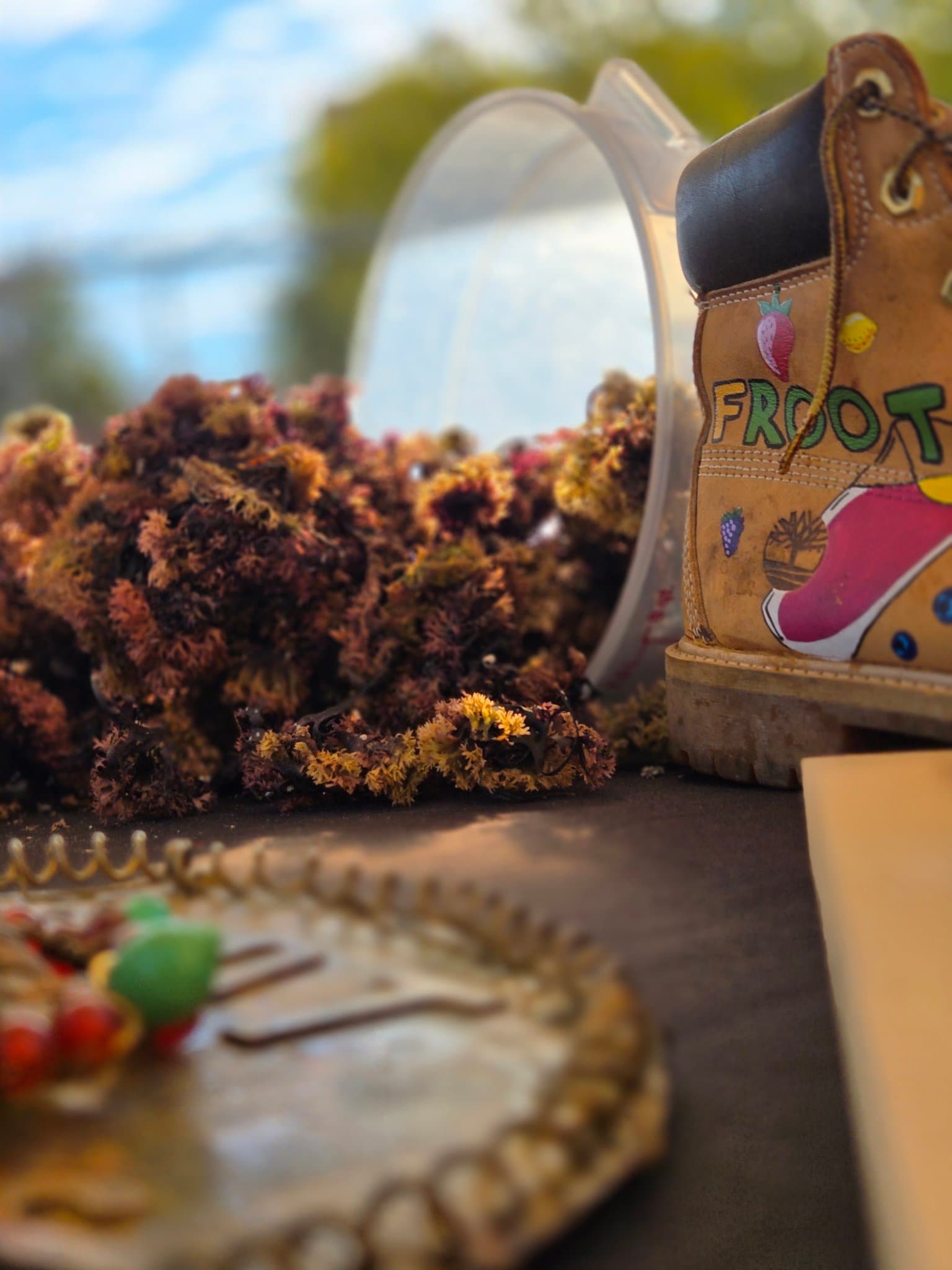 Fresh Irish moss harvested — Froot Kaves